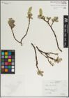 Foto von Salix lanata L.